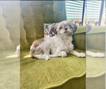 Small #5 Shih Tzu