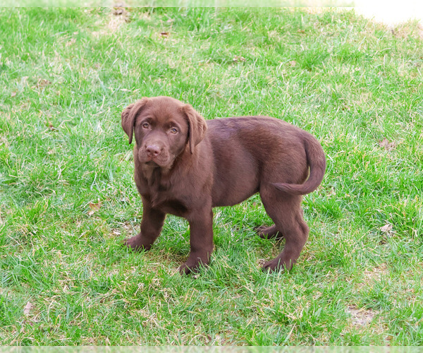 Medium Photo #4 Labrador Retriever Puppy For Sale in SYRACUSE, IN, USA