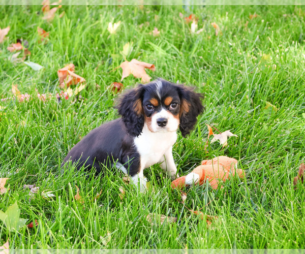 Medium Photo #6 Cavalier King Charles Spaniel Puppy For Sale in SYRACUSE, IN, USA