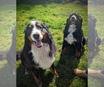Small Photo #9 Bernese Mountain Dog Puppy For Sale in OREGON CITY, OR, USA