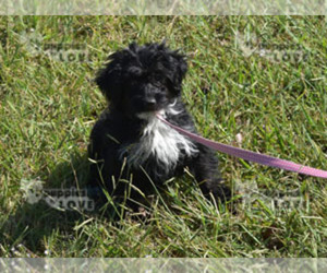 Aussiedoodle-Poodle (Toy) Mix Puppy for sale in SANGER, TX, USA