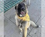 Small Photo #1 German Shepherd Dog-Great Pyrenees Mix Puppy For Sale in Modesto, CA, USA