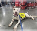 Small #15 American Staffordshire Terrier