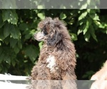 Small #27 Poodle (Miniature)