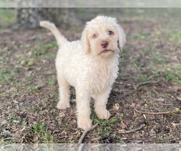 Medium Photo #2 Goldendoodle Puppy For Sale in CANON, GA, USA