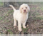 Small Photo #2 Goldendoodle Puppy For Sale in CANON, GA, USA