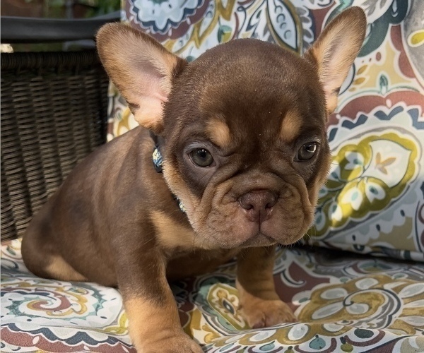 Medium Photo #2 French Bulldog Puppy For Sale in BRIGHTON, CO, USA