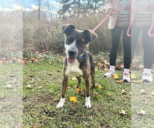 Mountain Cur-Unknown Mix Dogs for adoption in Rockaway, NJ, USA