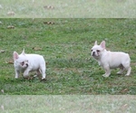 Small Photo #10 French Bulldog Puppy For Sale in GRAVETTE, AR, USA