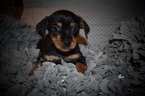 Small Photo #3 Yorkshire Terrier Puppy For Sale in KELLY, LA, USA