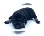 Small Photo #7 Schnauzer (Miniature) Puppy For Sale in WINTERVILLE, GA, USA