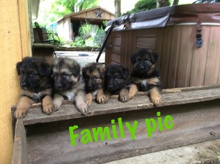 German Shepherd Dog Puppy for sale in EAST PALESTINE, OH, USA
