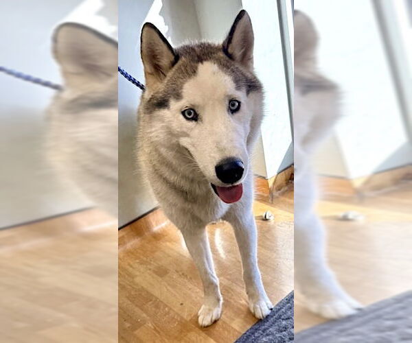 Medium Photo #1 Siberian Husky Puppy For Sale in Mount Airy, NC, USA