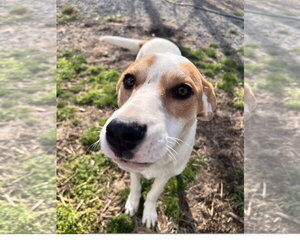 Lyra - Female Coonhound-Great Pyrenees Mix Dog for Adoption - Photo #3
