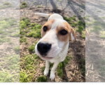 Small Photo #3 Coonhound-Great Pyrenees Mix Puppy For Sale in Tracy City, TN, USA