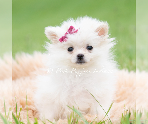Medium Photo #3 Pomeranian Puppy For Sale in WARSAW, IN, USA