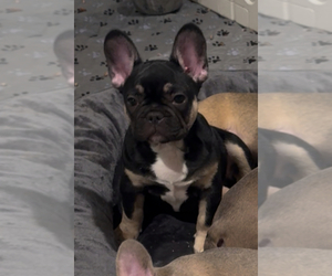 French Bulldog Puppy for sale in WALDORF, MD, USA