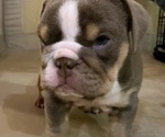 Small Photo #6 English Bulldog Puppy For Sale in SANTA CLARITA, CA, USA