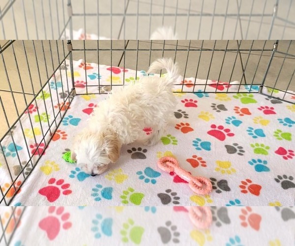 Medium Photo #8 Maltipoo (Toy) Puppy For Sale in ORO VALLEY, AZ, USA