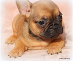 Small Photo #5 French Bulldog Puppy For Sale in WINNSBORO, TX, USA