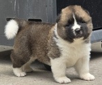 Small #3 Akita