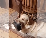 Small Photo #1 Labrador Retriever Puppy For Sale in WEST JEFFERSON, OH, USA