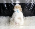 Small Photo #149 Maltipoo Puppy For Sale in WARSAW, IN, USA