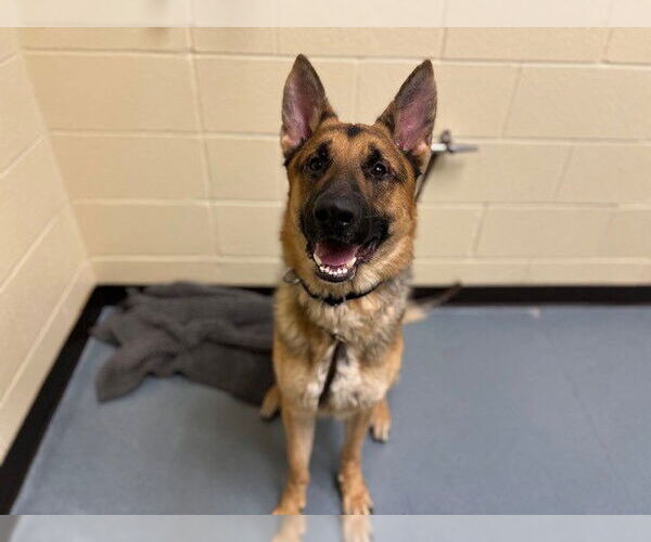 Medium Photo #1 German Shepherd Dog Puppy For Sale in Denver, CO, USA