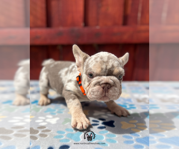 Medium Photo #4 French Bulldog Puppy For Sale in SACRAMENTO, CA, USA