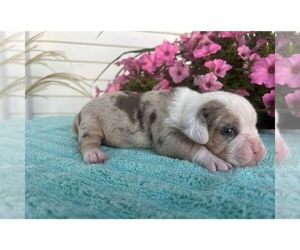 Beabull Puppy for Sale in ARTHUR, Illinois USA