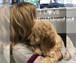 Small Photo #6 Goldendoodle Puppy For Sale in HARRISVILLE, UT, USA