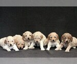 Small Photo #1 Goldendoodle (Miniature) Puppy For Sale in ASHBY, MN, USA