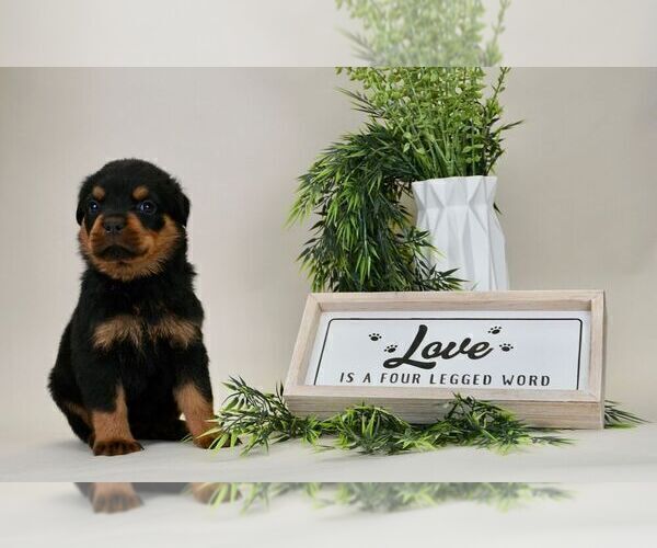Medium Photo #2 Rottweiler Puppy For Sale in NAPPANEE, IN, USA