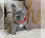 Small Photo #9 French Bulldog Puppy For Sale in GRANDVIEW, WA, USA