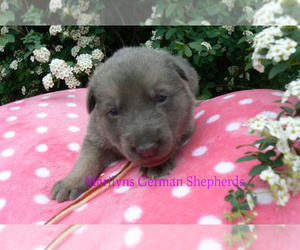 German Shepherd Dog Puppy for sale in PIEDMONT, MO, USA