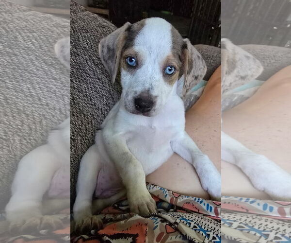 Medium Photo #8 Mutt Puppy For Sale in Oakhurst, NJ, USA