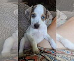Small #7 Mutt