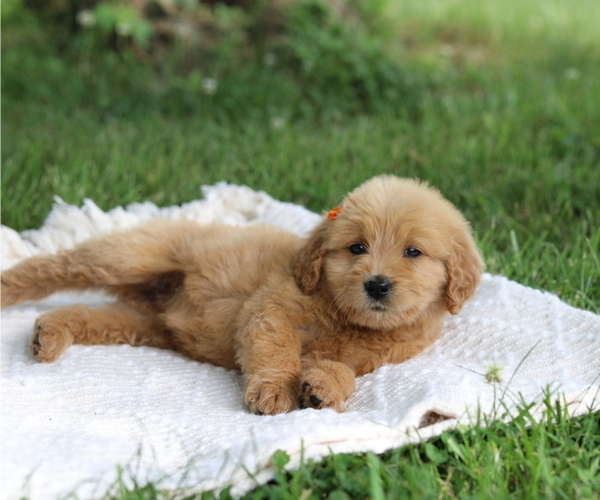 Medium Photo #6 Goldendoodle Puppy For Sale in FREDONIA, KY, USA