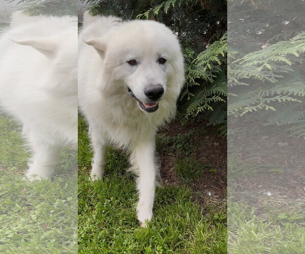 Medium Photo #1 Great Pyrenees Puppy For Sale in Thomasville, NC, USA