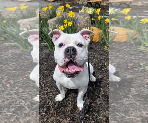 Bulldog-Unknown Mix Dogs for adoption in Rockaway, NJ, USA