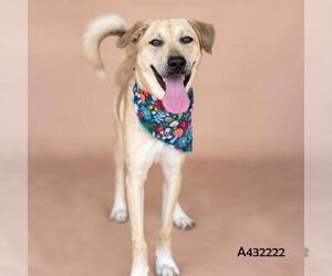 Labrador Retriever Dogs for adoption in Conroe, TX, USA