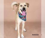 Small Labrador Retriever