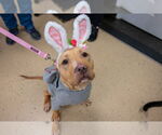 Small #8 American Pit Bull Terrier Mix