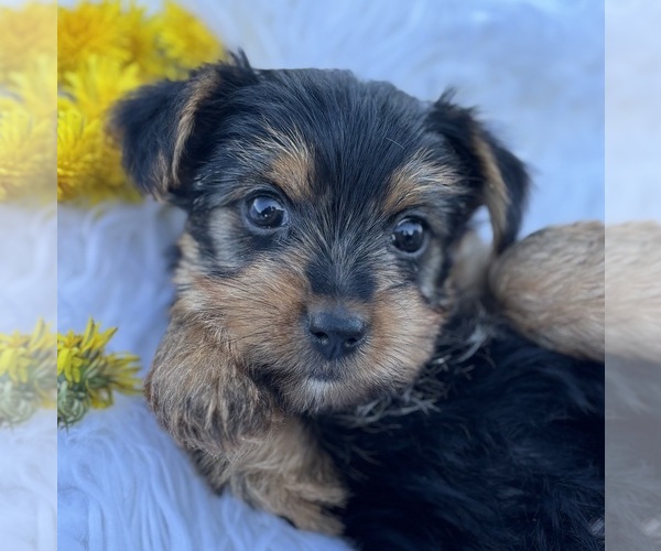 Medium Photo #2 Yorkshire Terrier Puppy For Sale in ROCK STREAM, NY, USA