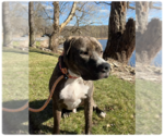 Small #15 American Pit Bull Terrier-Mountain Cur Mix