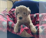 Puppy Nugget Goldendoodle