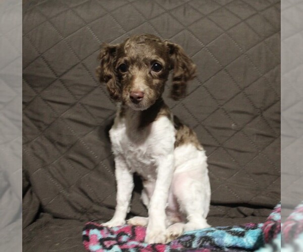 Medium Photo #2 Poodle (Toy) Puppy For Sale in JOICE, IA, USA