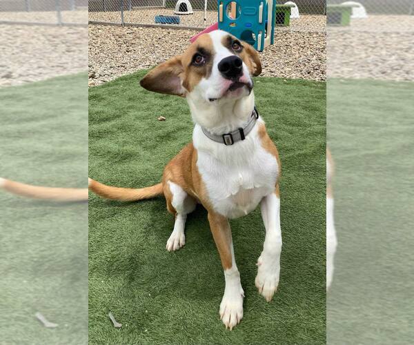 Medium Photo #2 Basset Hound-Unknown Mix Puppy For Sale in Evansville, IN, USA