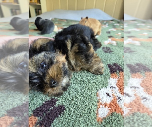 Medium Photo #37 Yorkshire Terrier Puppy For Sale in RHOADESVILLE, VA, USA