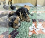 Small Photo #37 Yorkshire Terrier Puppy For Sale in RHOADESVILLE, VA, USA